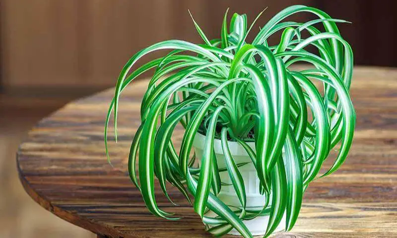 Spider Plant in Article