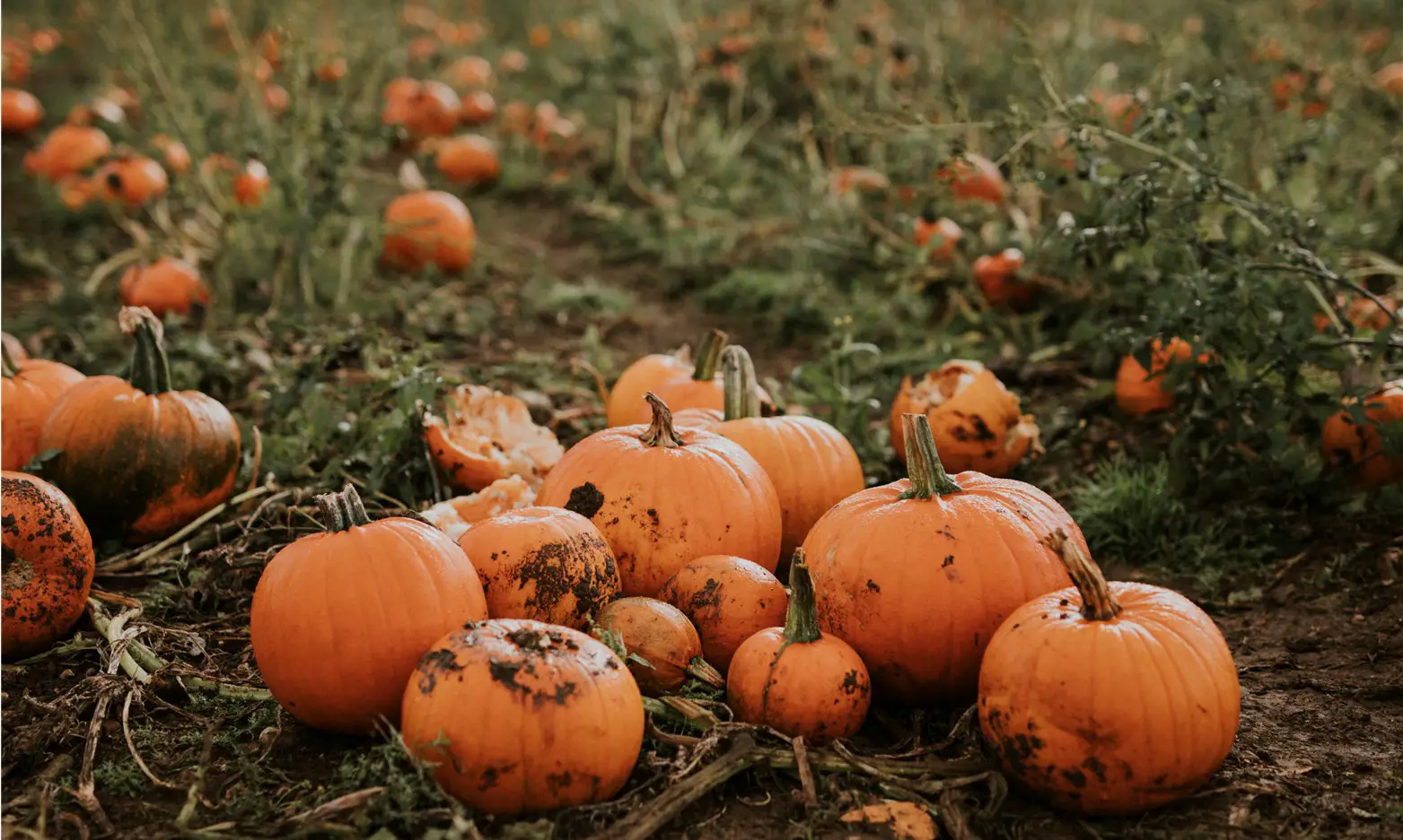 WHATS ON IN CARMARTHENSHIRE Pwmpenni Plas Pumpkins