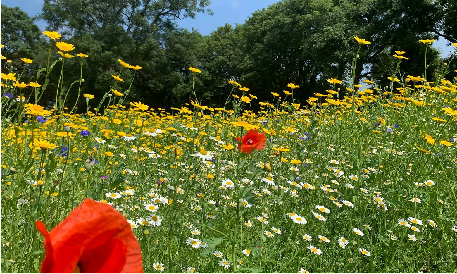 Wildlife Meadow at Pembrokeshire Sunflowers