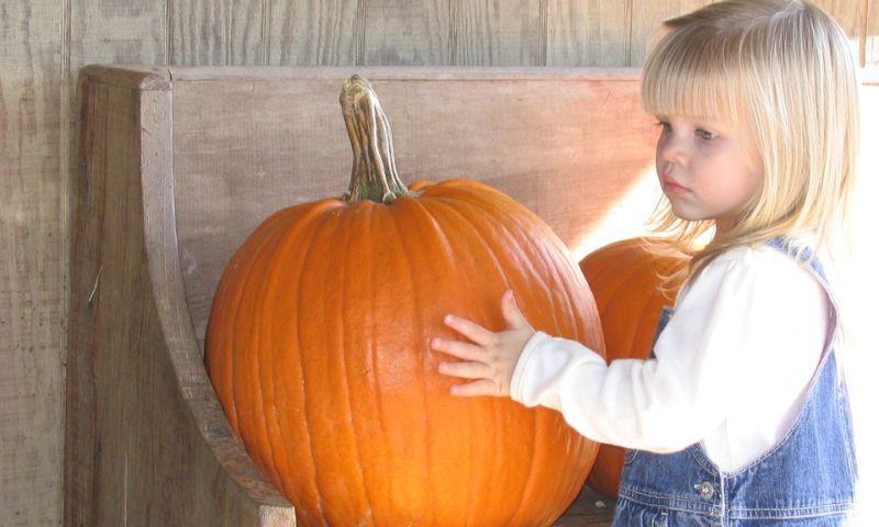 pumpkin picking in article