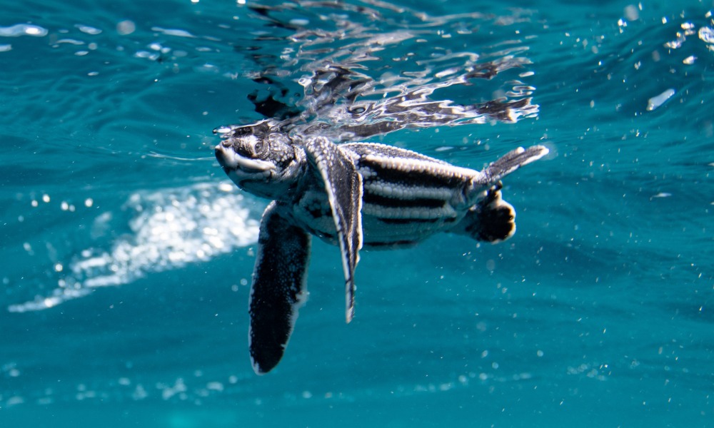 leatherback turtle