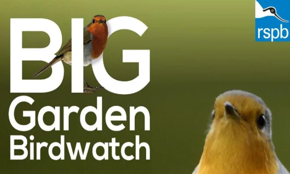 How to Take Part in the RSPB BIG Garden Birdwatch in West Wales