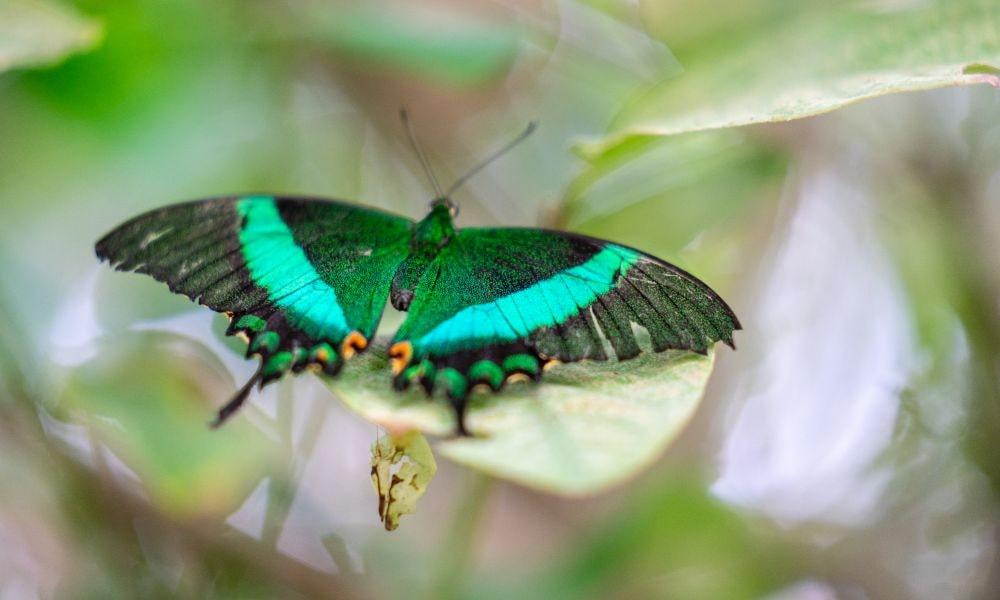 The Magic of Life Butterfly House