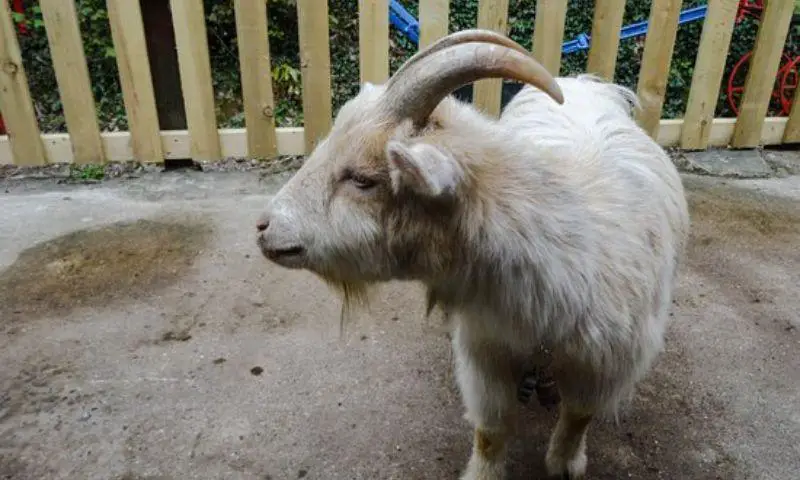 goats-gower-heritage-centre