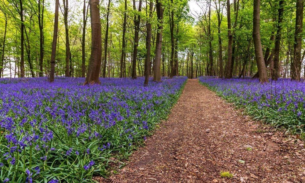 Best Places to Enjoy the Bluebells in West Wales