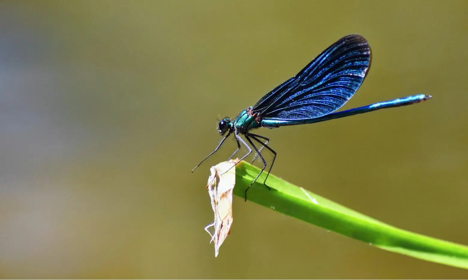 Mini-beast Safari at The Welsh Wildlife Centre