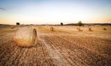 Top Tips on Teaching Kids Where Their Food Comes From